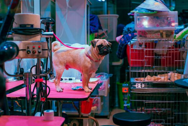 Pet Grooming Service