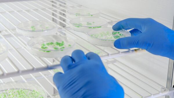 Laboratory Worker Examining a Substance in a Petri Dish